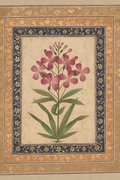 'Mughal Botanical'