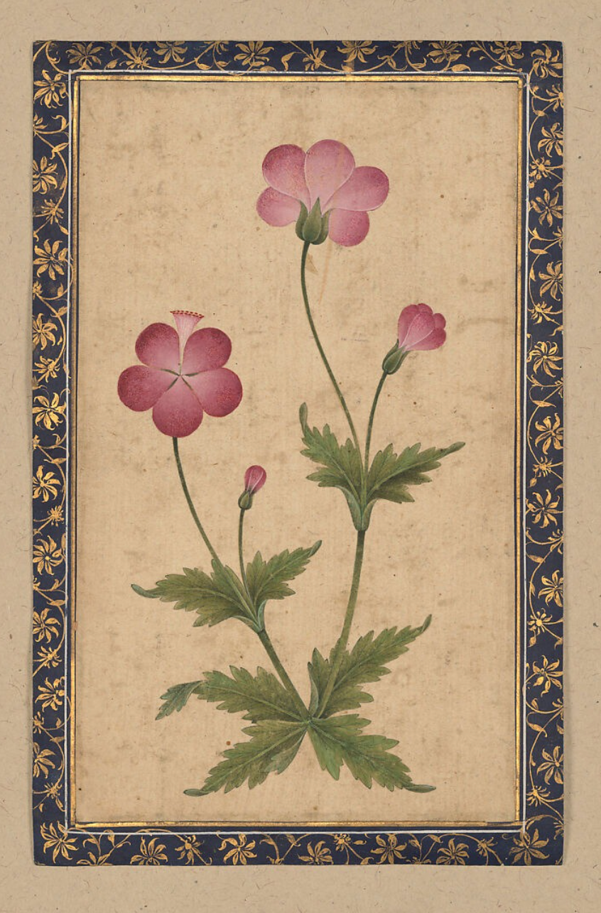 'Mughal Flora'